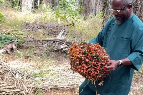 Palm Oil Investment: A Smart Path to Sustainable Wealth in Nigeria  Palm oil is not just a k